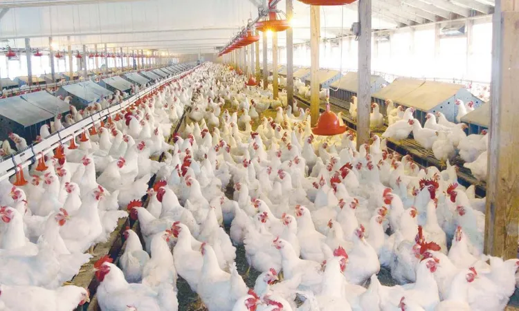 نقيب البيطريين يُحذر: بلاش تخزين الدواجن في “الفريزر”