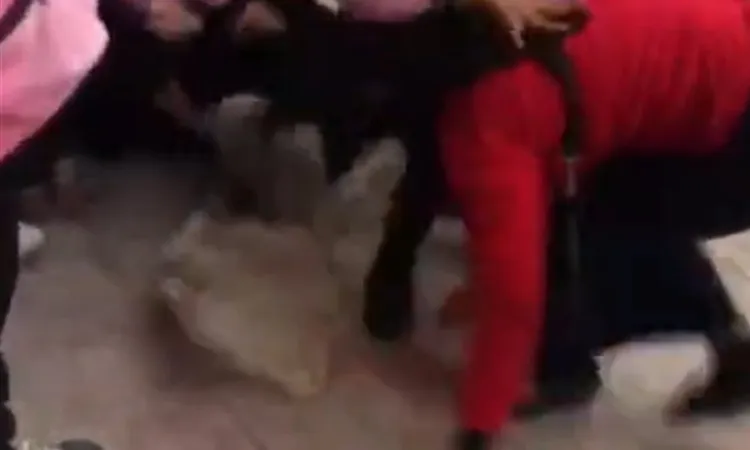 مشاجرة بين طالبات وزميلتهم تتحول إلى اعتداء بالضرب عليها ووالدتها