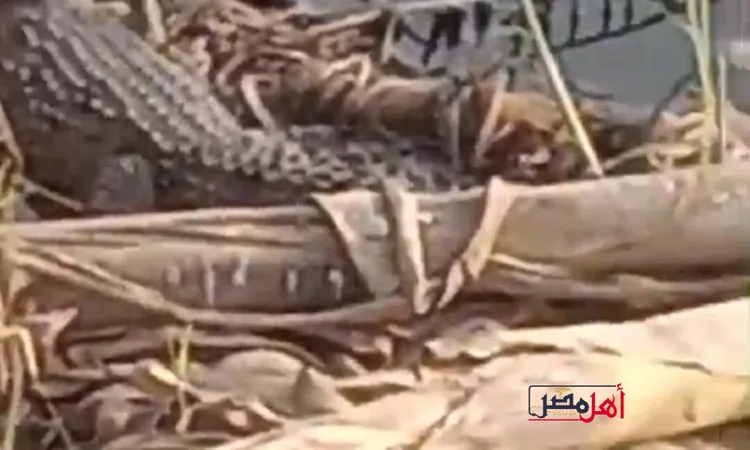 لليوم الثالث.. اللجان المختصة بالعثور على التماسيح بمصرف بلبيس بالشرقية تواصل عملية التمشيط