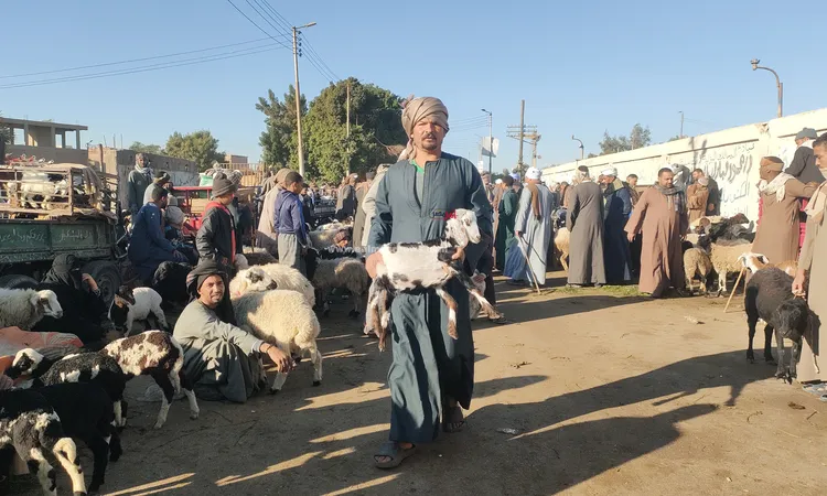 الخروف يبدأ من 5 آلاف جنيه.. جولة داخل سوق المواشي بقنا لرصد الأسعار