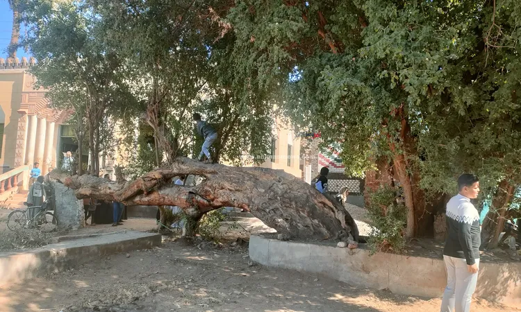 بين الأسطورة والعلم.. شجرة نبق عمرها 700 سنة تُعرف بـ«شجرة الباكية» في قنا