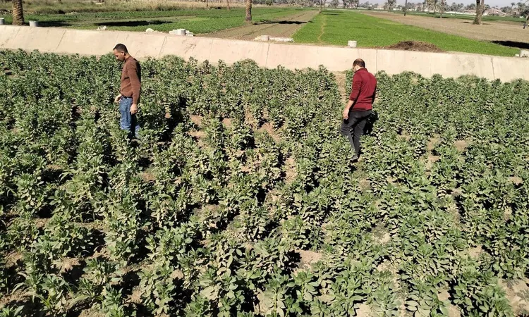 لمحصول وانتاج وفير .. تكثيف المتابعة الميدانية للمحاصيل الشتوية وتقديم الدعم الفني الكامل للمزارعين بأسيوط