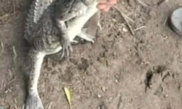 تسليم تمساح مصرف بلبيس لجهاز شئون البيئة بالشرقية