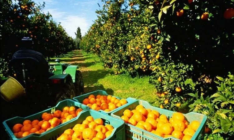 وزير الزراعة يعلن قرار المفوضية الأوروبية بخفض فحوصات الموالح المصرية إلى 10% بدلًا من 20%