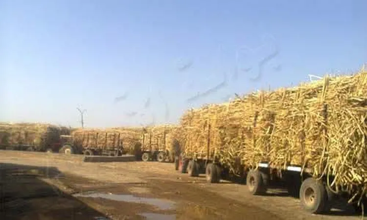 شركة السكر تعلن مواعيد بدء موسم حصاد القصب بقنا