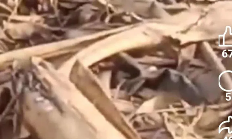 وكيل وزارة الري بالشرقية: نواصل تمشيط مصرف بلبيس بعد بلاغ الأهالى بوجود تماسيح