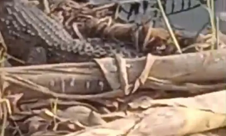 وكيل بيطري الشرقية: استدعينا فرق تمشيط من بحيرة ناصر للبحث عن التماسيح