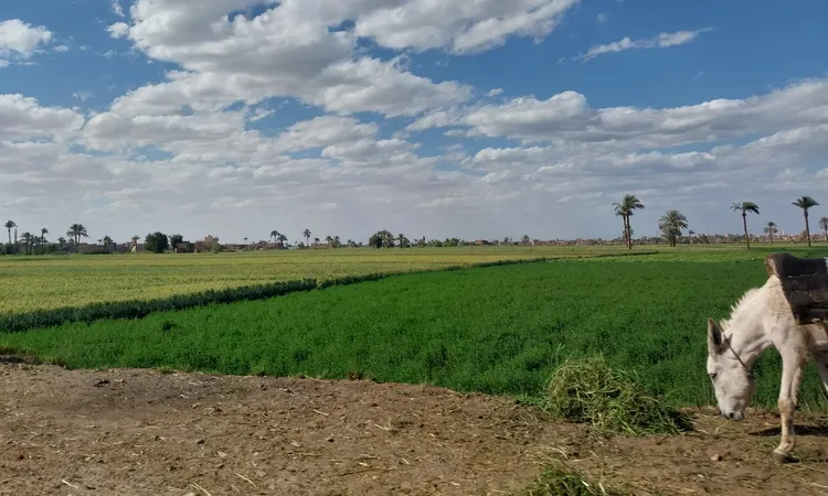 أسيوط تعلن رفع درجة الاستعداد بالوحدات المحلية ومديريات الخدمات تحسبًا لسوء الطقس