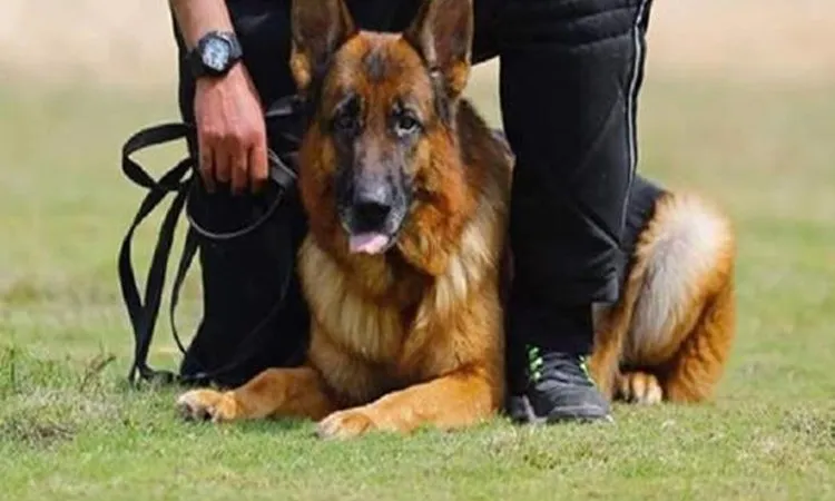 قرار عاجل لمواجهة أزمة الكلاب الضالة في القاهرة