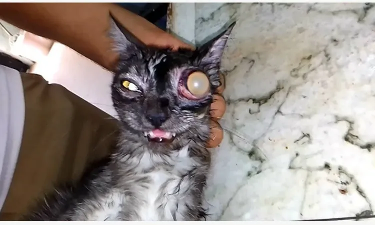 «منها القطط والمواشي» طب بيطري بني سويف تستقبل الحالات المرضية بعيادة الجراحة الخارجية