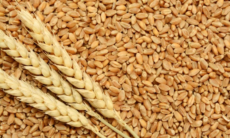 الزراعة: مصر تشهد انخفاضًا في واردات القمح لأول مرة بفضل الإنتاج المحلي