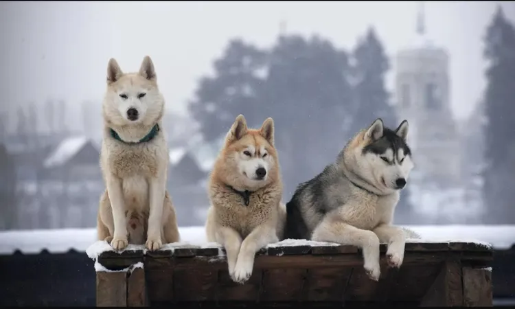 “الزراعة” توضح أفضل طريقة للتعامل مع كلاب الشوارع الضالة