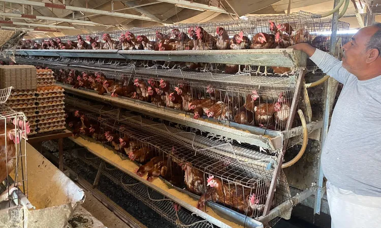 رئيس شعبة الدواجن: لدينا احتياطي آمن من الأعلاف.. والحل في تسعير ربع سنوي يوقف الفوضى ويحمي الصناعة