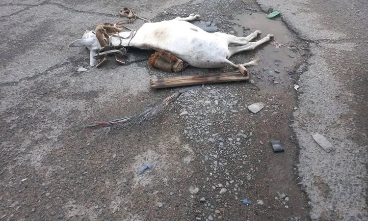 سقوط سلك كهرباء يودي بحياة حمار وينقذ صاحبه من موت محقق في الفيوم