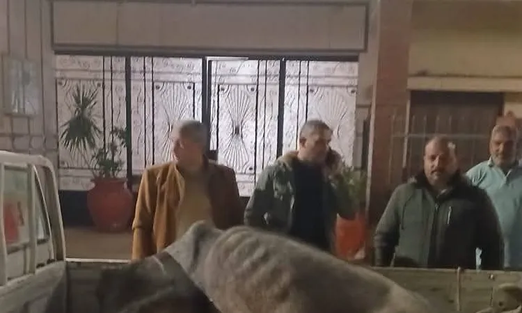 ضبط جزار ذبح ماشية نافقة خارج المجزر بالمنوفية