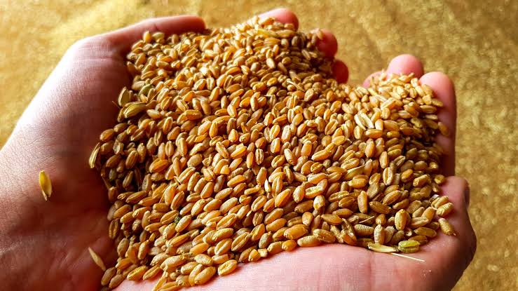 الجزائر تطرح مناقصة لاقتناء كميات من القمح اللين